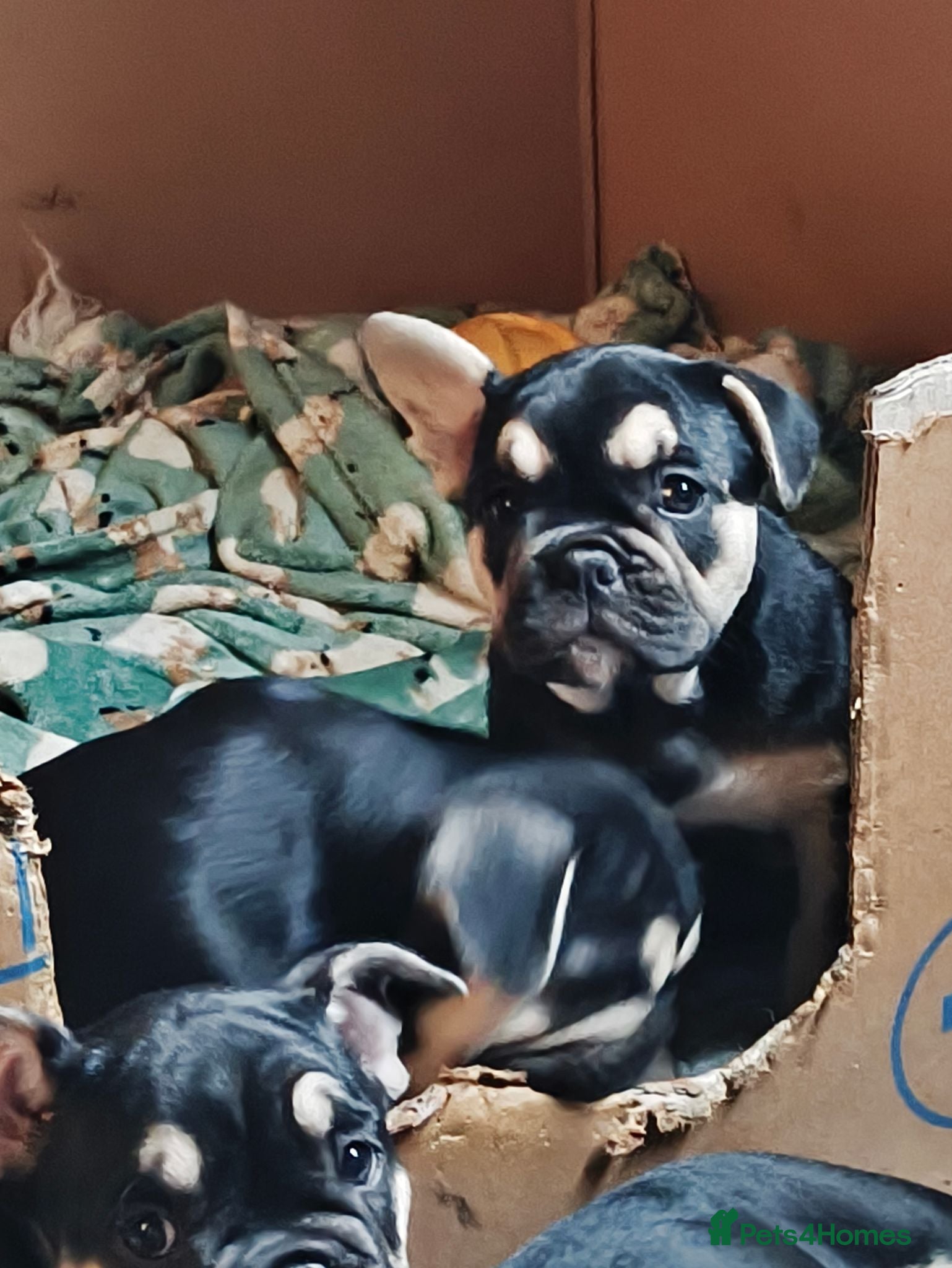 Mixed Breed dogs French bulldog x English bulldog  - Advert 5