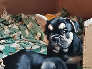 Mixed Breed dogs French bulldog x English bulldog - Advert 5