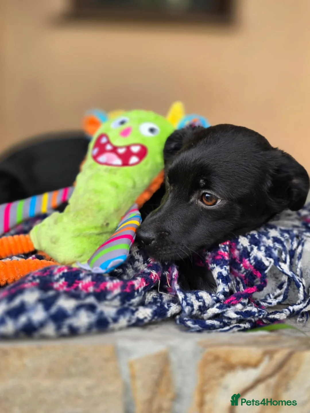 Mixed Breed dogs for adoption: ❤️🐶 SOLA – A SOFT AND PEACEFUL LITTLE SOUL in Burton-on-Trent - Advert 2