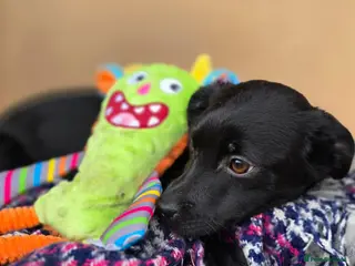 Mixed Breed dogs ❤️🐶 SOLA – A SOFT AND PEACEFUL LITTLE SOUL - Advert 4