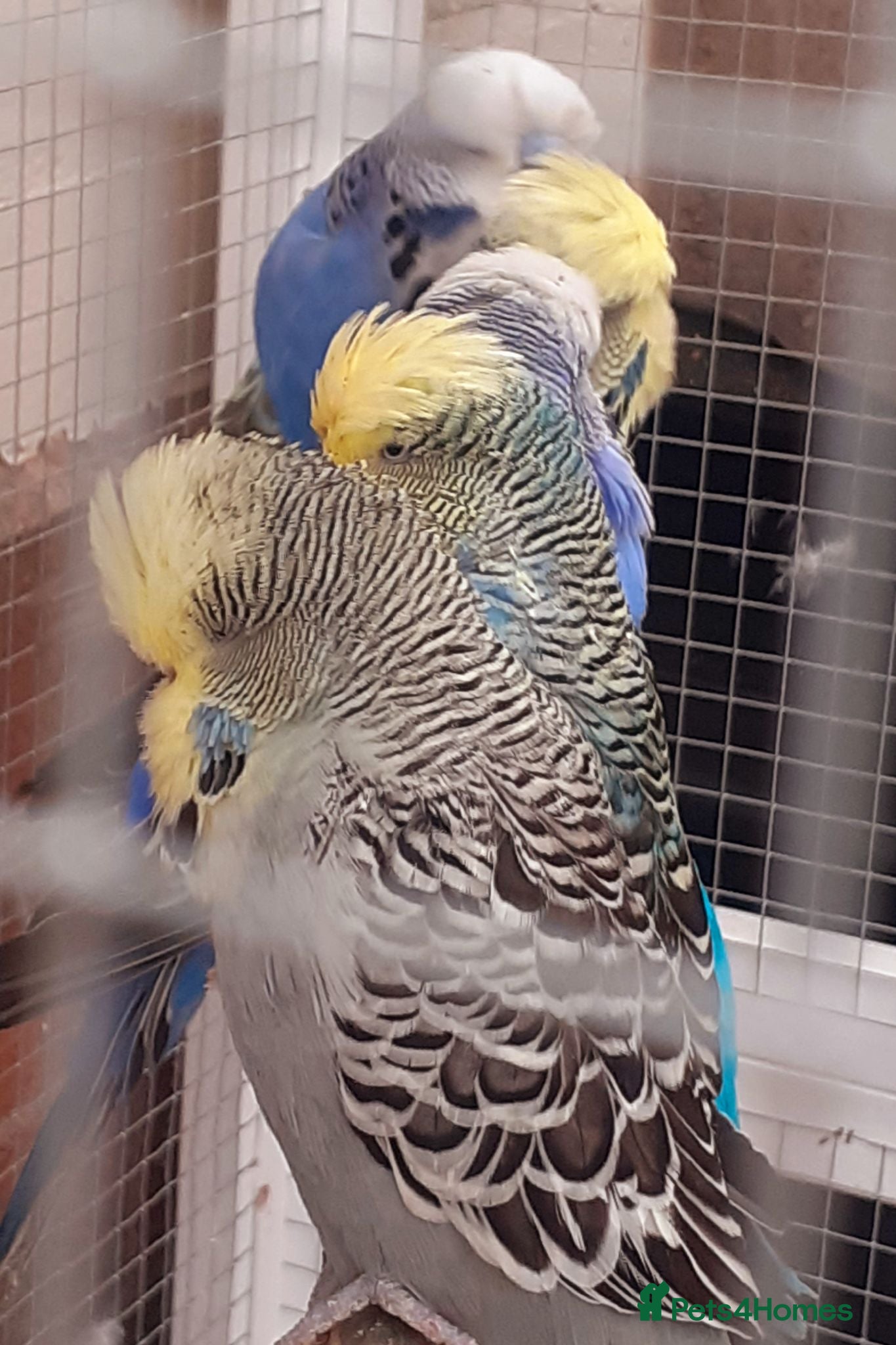 Budgerigars birds Adult show type blue budgies - Advert 2
