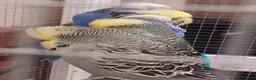 Budgerigars birds for sale: Adult show type blue budgies - Advert 1