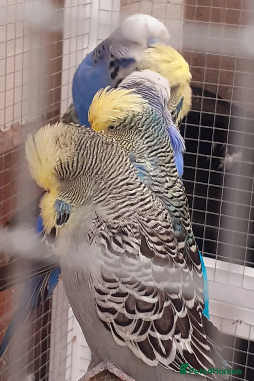 Budgerigars birds for sale: Adult show type blue budgies - Advert 1
