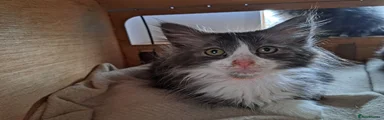 Norwegian Forest Cat 6