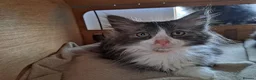 Norwegian Forest Cat cats for sale: 6 adorable NFC/maincoon kittens. - Advert 14