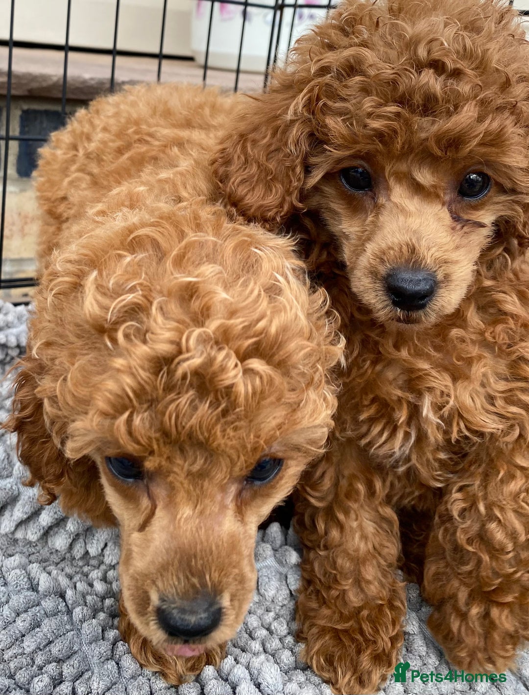 Toy Poodle dogs for sale: Kc toy poodle red boys - Image 5