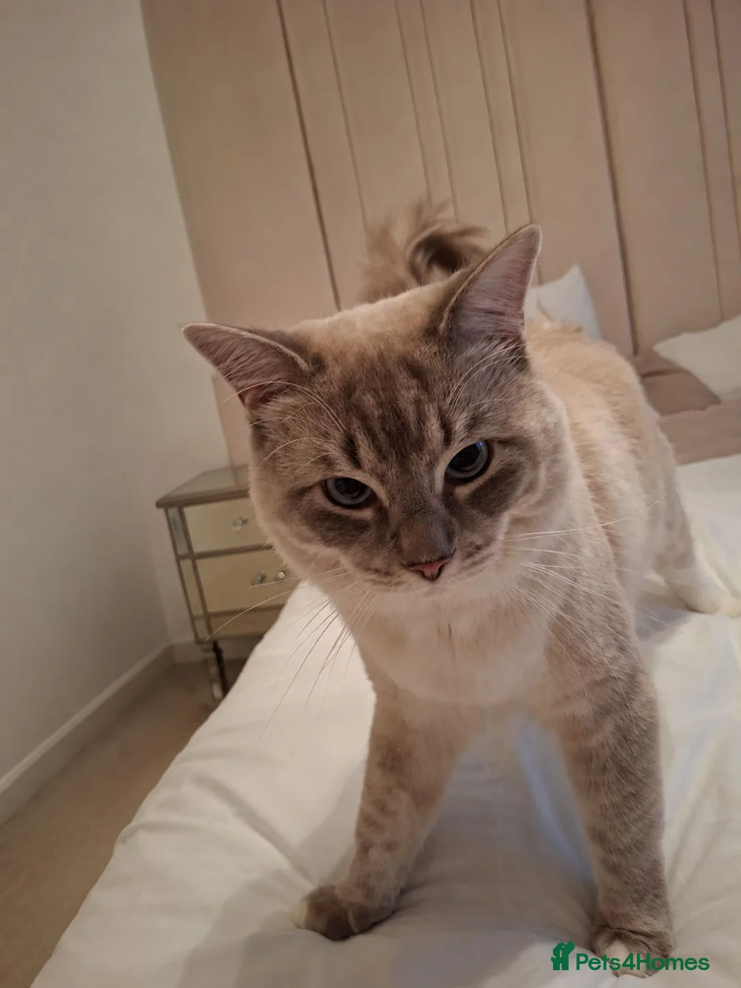 Ragdoll cats for stud: Blue Mitted Ragdoll For Stud - Advert 2