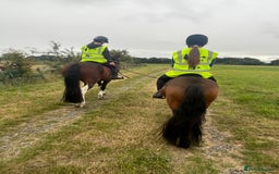 Dartmoor horses for sale: Teddy - Image 6