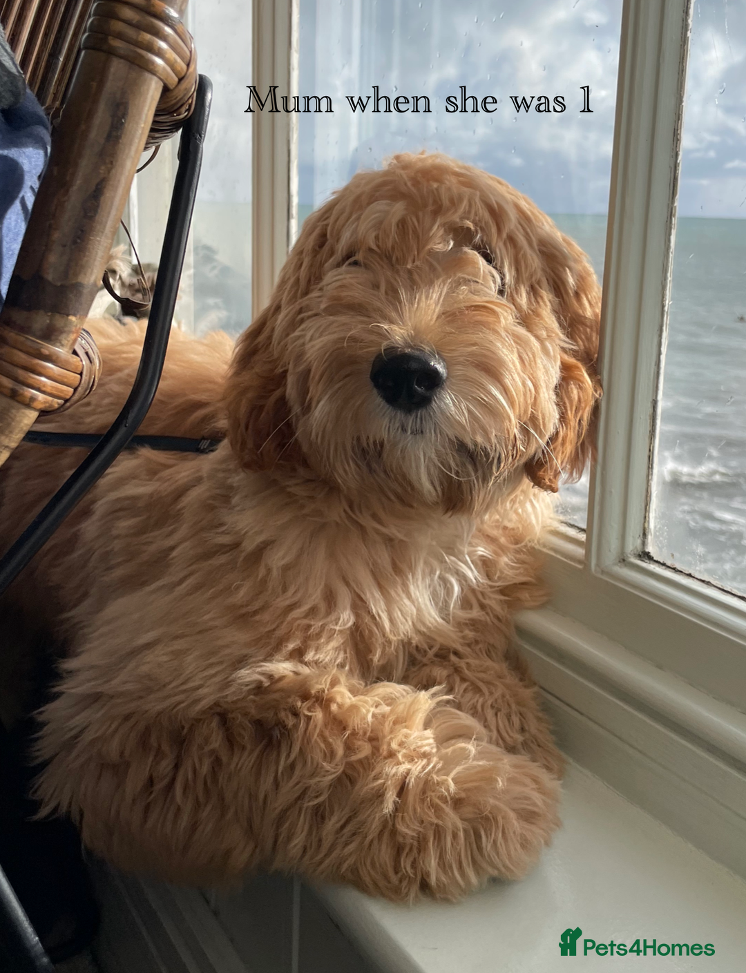 Australian Labradoodle dogs for sale: 5 Australian Labradoodle girls - Advert 20