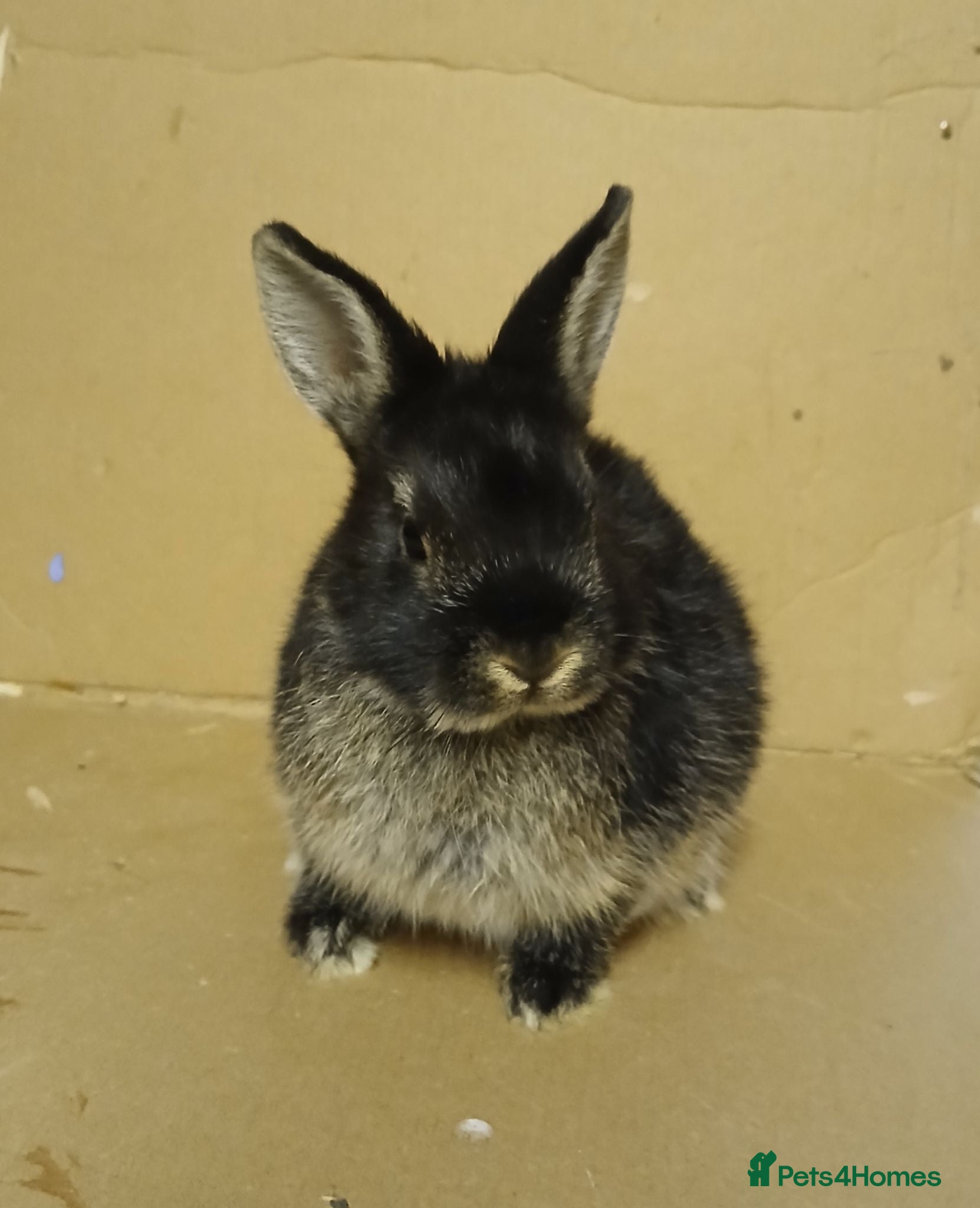 Netherland Dwarf rabbits Young Netherland Dwarf buck - Advert 3