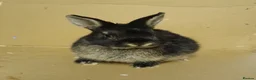 Netherland Dwarf rabbits for sale: Young Netherland Dwarf buck - Advert 1