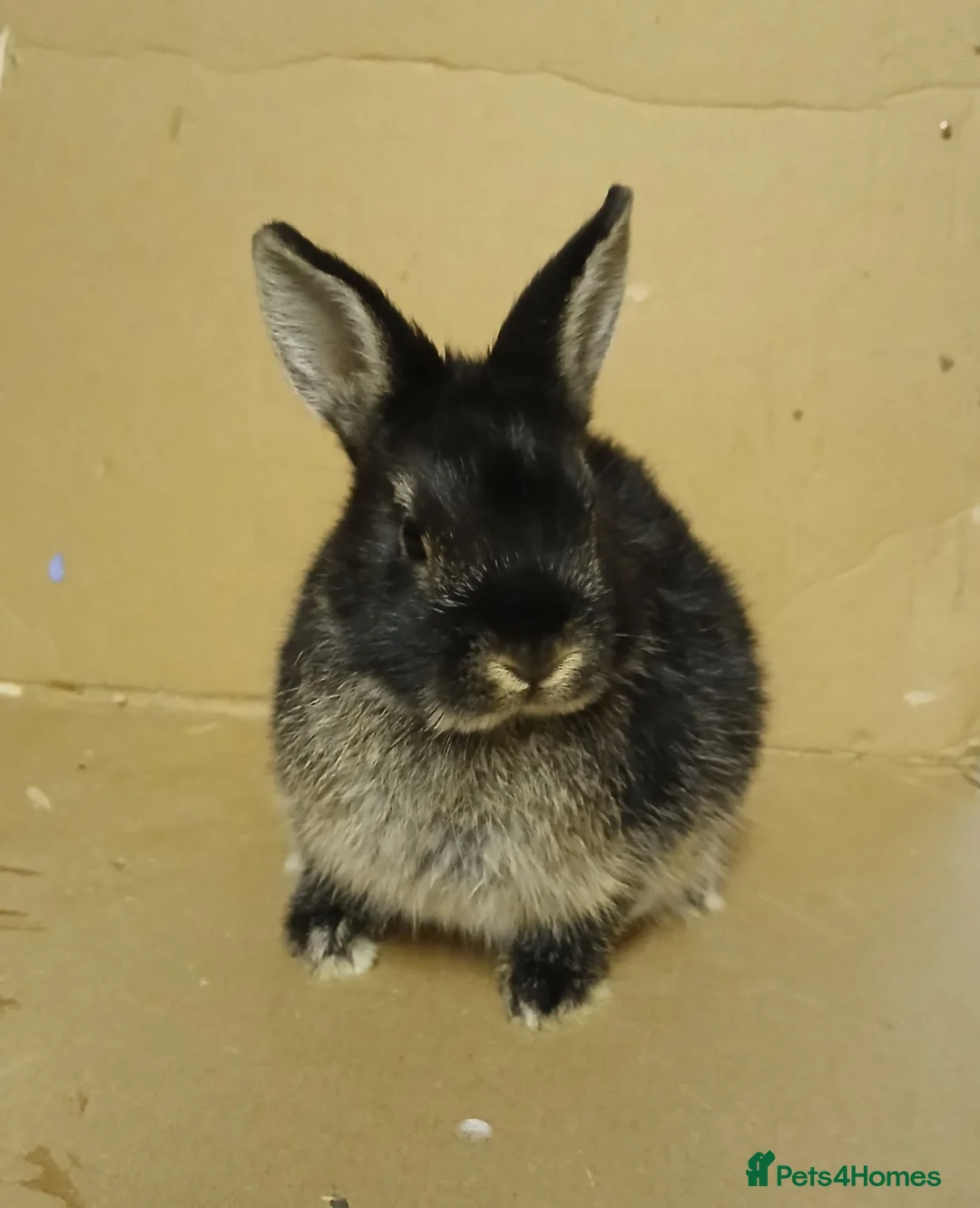 Netherland Dwarf rabbits for sale: Young Netherland Dwarf buck - Advert 1