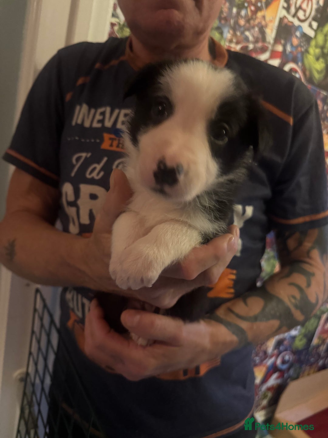 Border Collie dogs for sale: Beautiful border collie pups - Advert 12