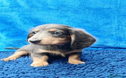 Miniature Dachshund dogs for sale: LONG HAIRED MINI KC REG PRA CLR  - Image 10