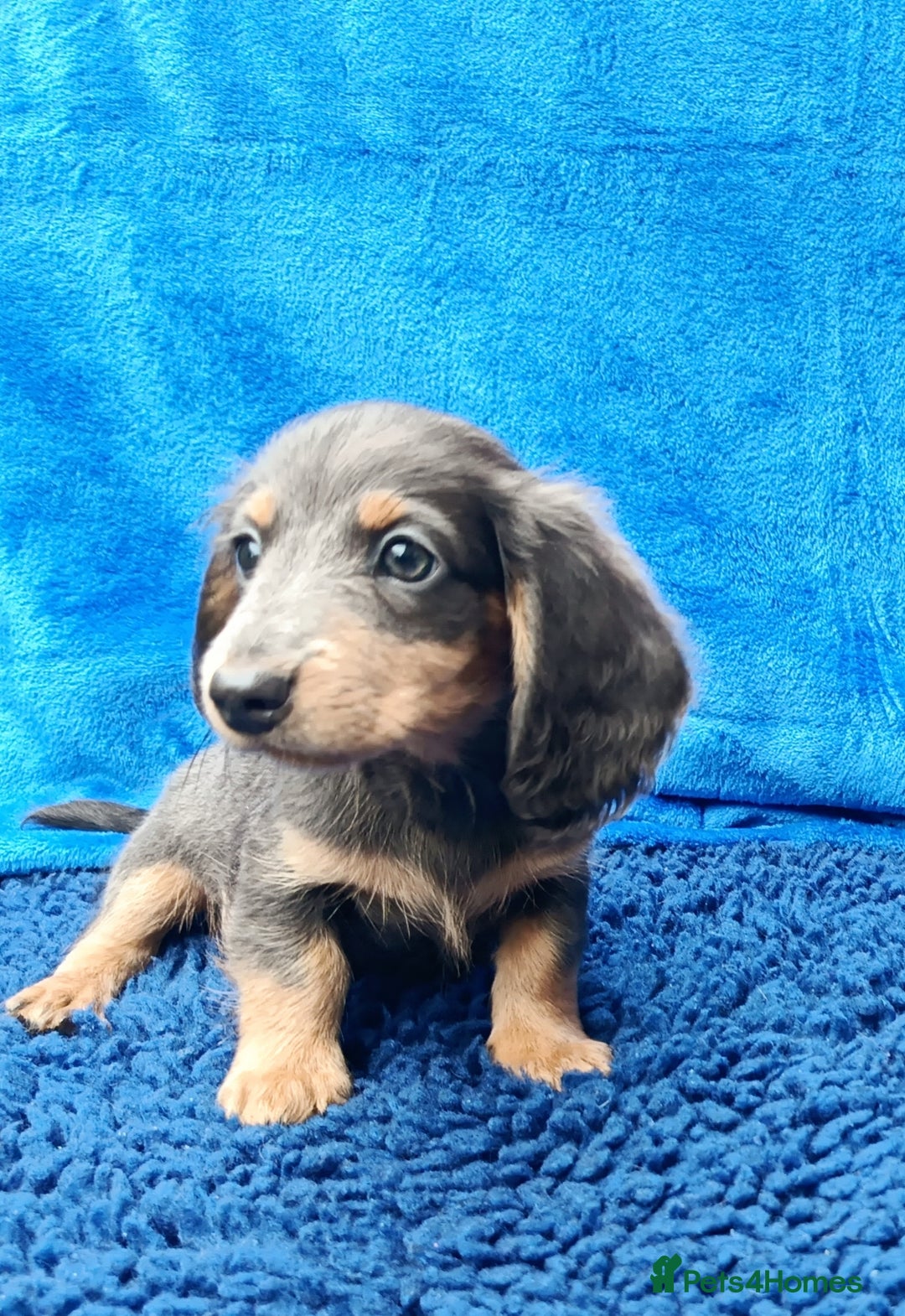 Miniature Dachshund dogs for sale: LONG HAIRED MINI KC REG PRA CLR  - Image 10
