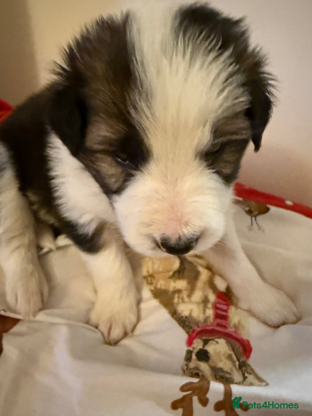 Border Collie dogs for sale: Little of collie pups - Advert 9