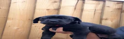 Cane Corso dogs for sale: Exceptional 88% Cane Corso / 12% Malinois Puppies in Preston - Advert 19