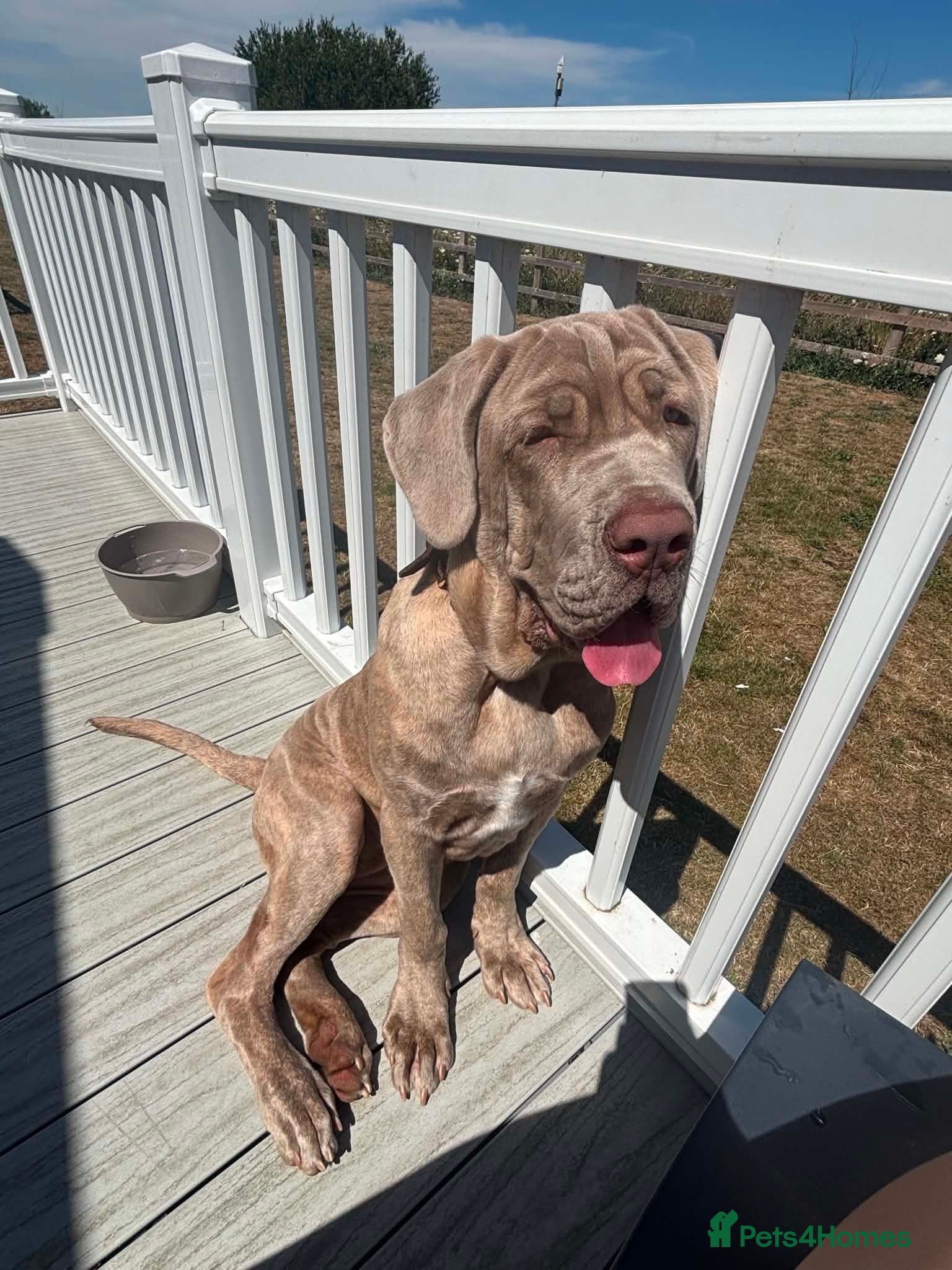 Neapolitan Mastiff dogs Female Neapolitan Mastiff (6 months old)  - Advert 1