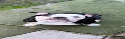 English Bulldog dogs for sale: English bulldog - Advert 4