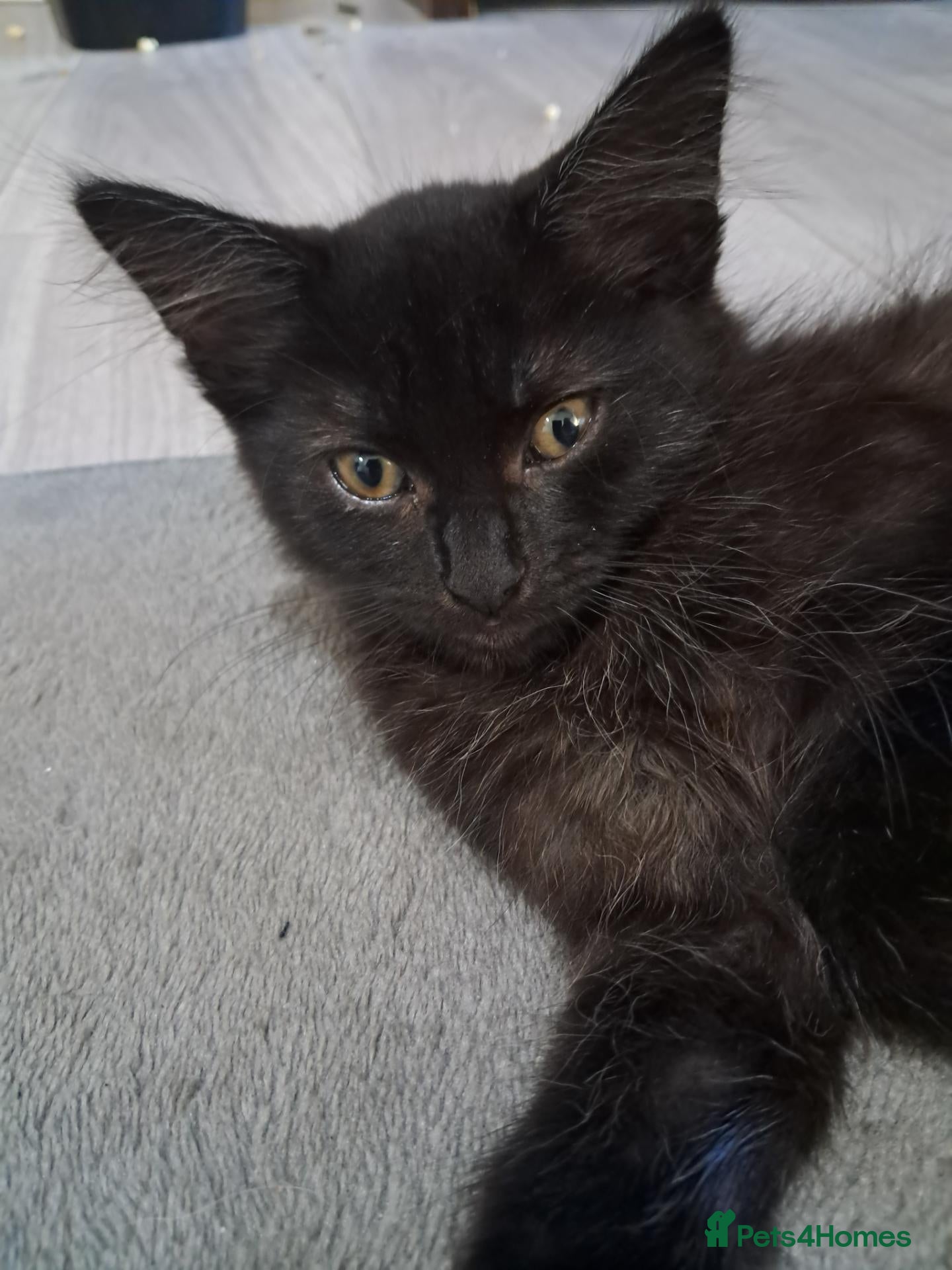 Mixed Breed cats for sale: 2 gorgeous boy kittens for sale  - Advert 2