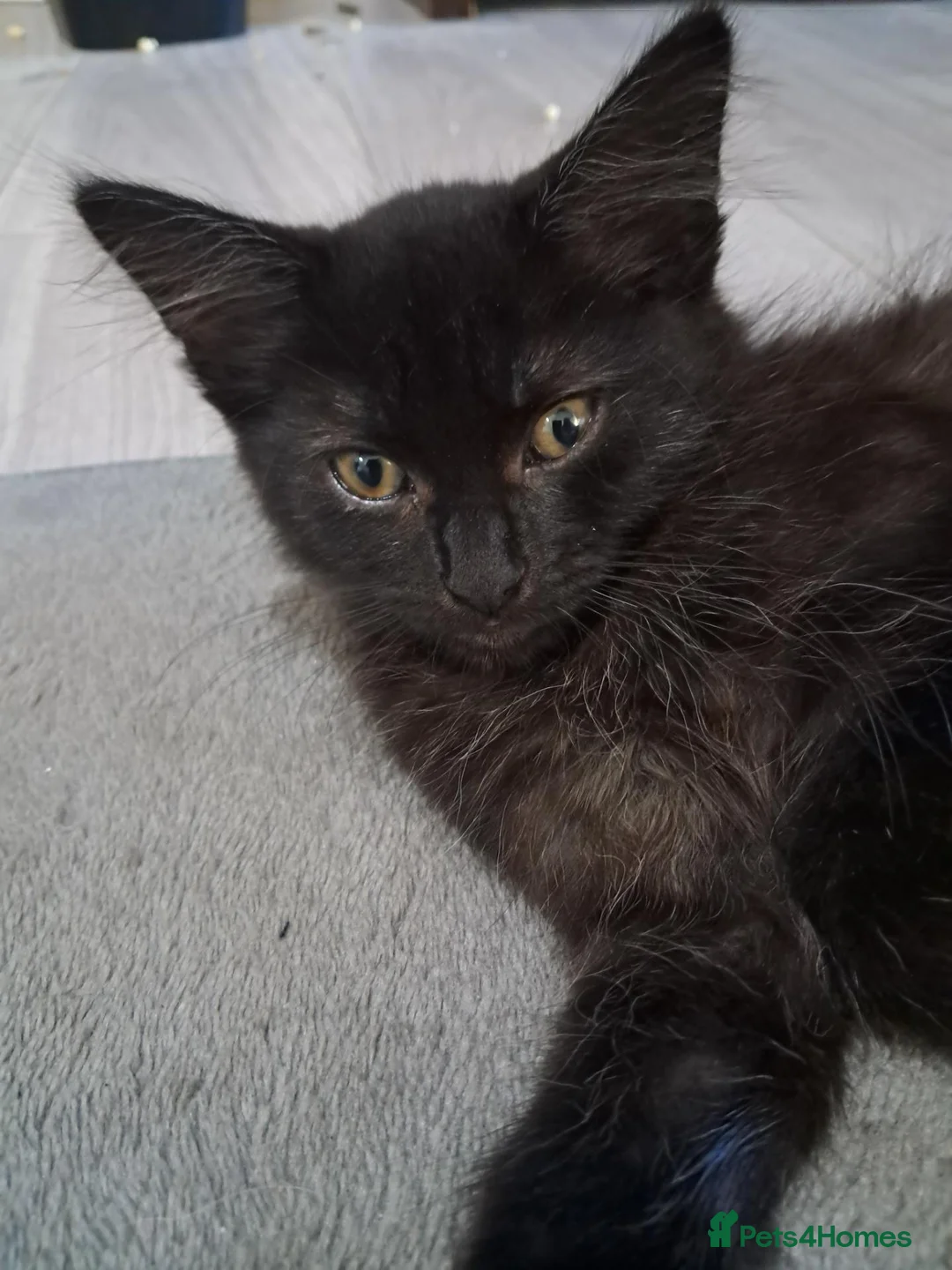 Mixed Breed cats for sale: 2 gorgeous boy kittens for sale  - Advert 1