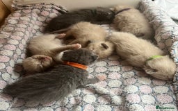 Ragdoll cats for sale: Ragdoll X Sphynx kittens  - Image 1