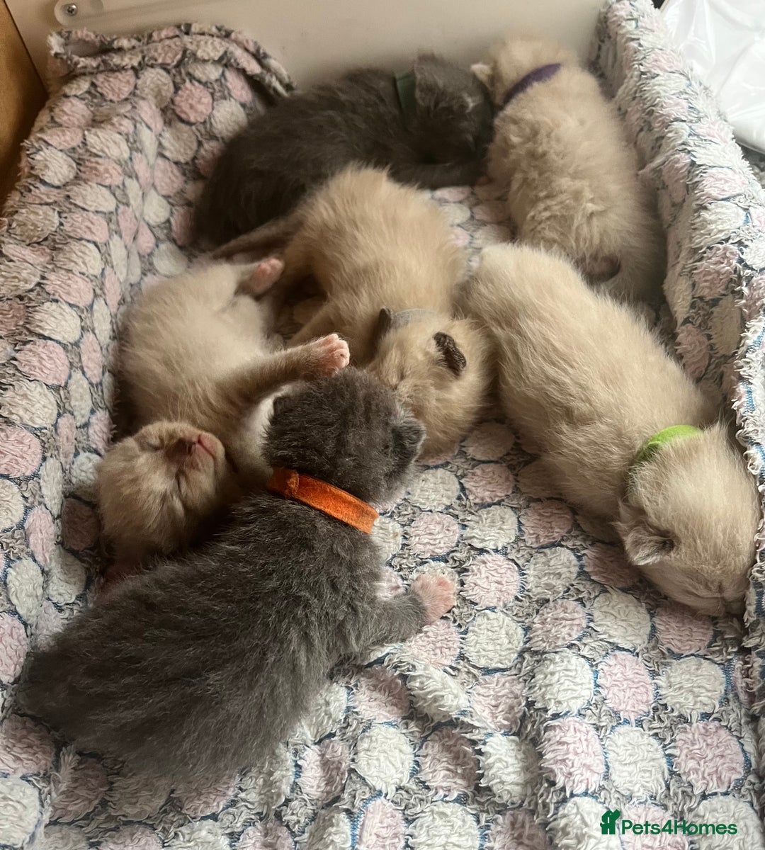 Ragdoll cats for sale: Ragdoll X Sphynx kittens  - Image 1