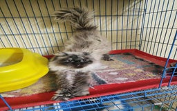 Mixed Breed cats for adoption: Caspera seeks a warm and loving home ❤️ - Image 3