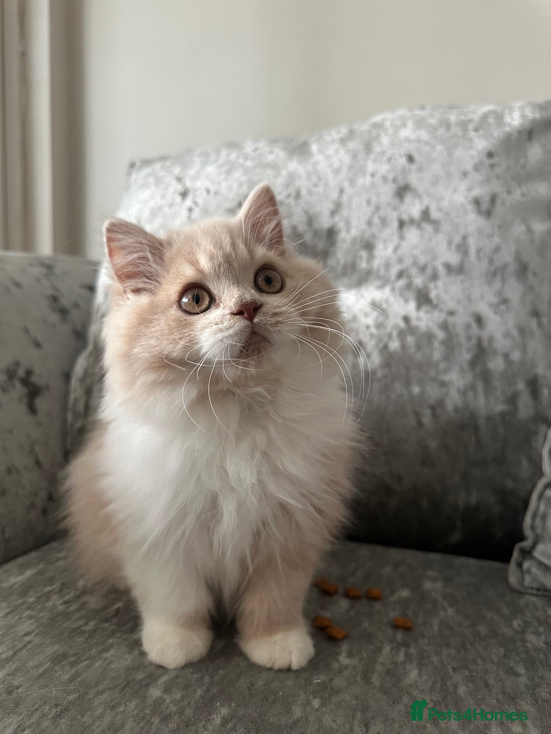 British Shorthair cats for sale:  🦁 Stunning BLH Lion Look alike READY NOW - Advert 2