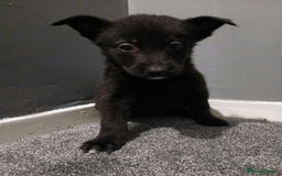Mixed Breed dogs for sale: German Shepherd x huskita.  - Image 4