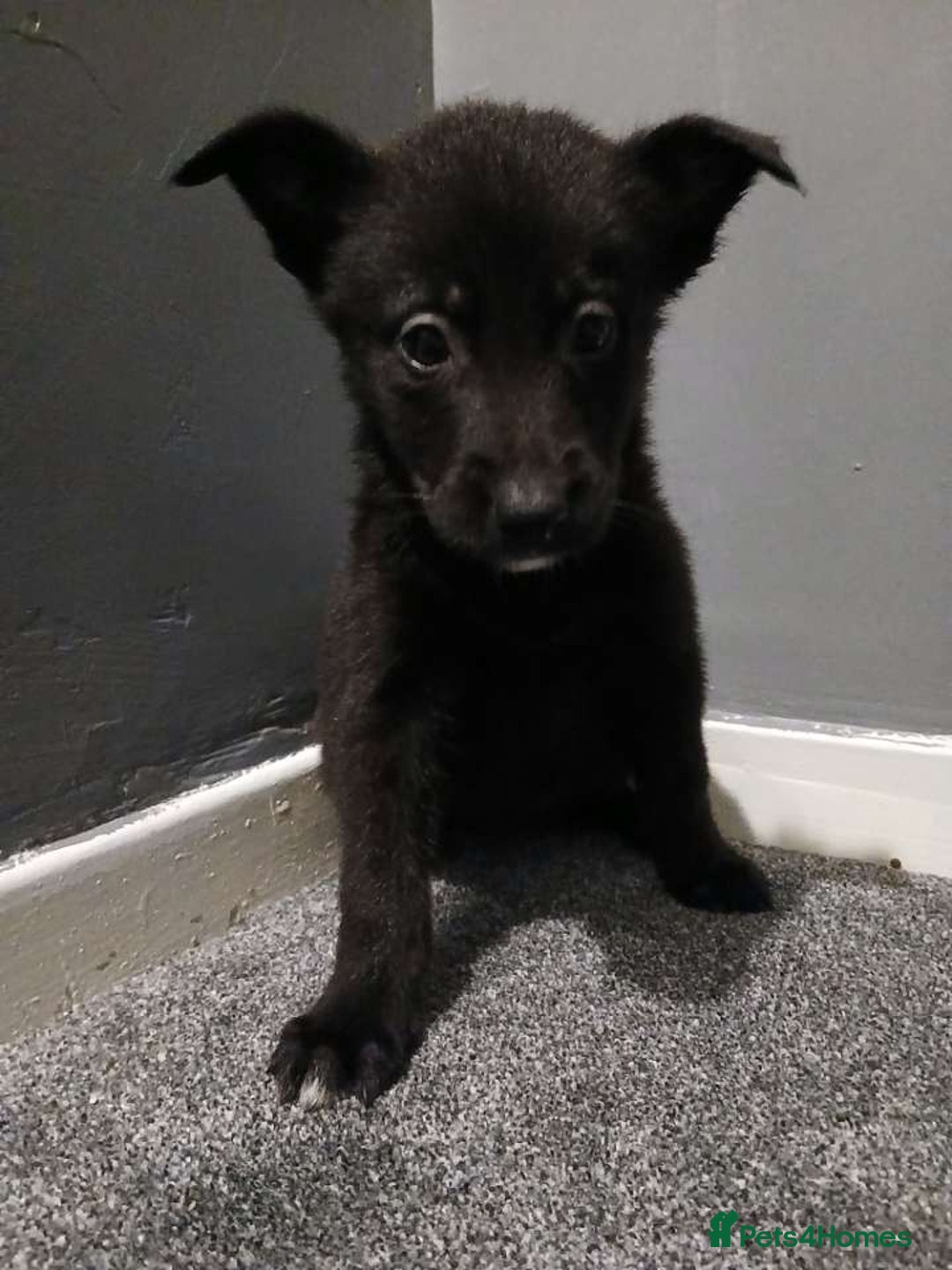 Mixed Breed dogs for sale: German Shepherd x huskita.  - Image 4