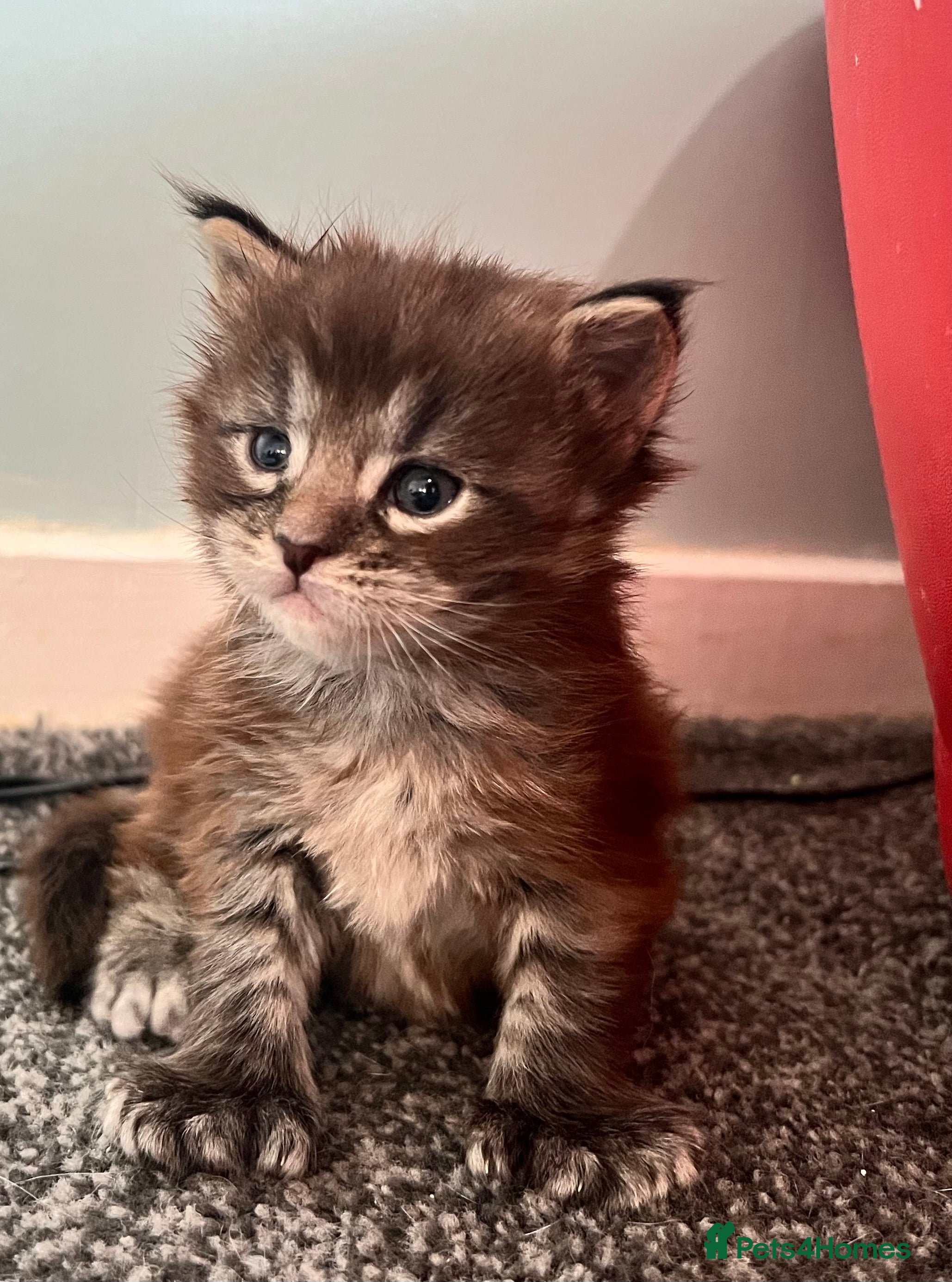 Maine Coon cats Polydactyl Maine Coon Kittens! - Advert 5