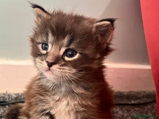 Maine Coon cats Polydactyl Maine Coon Kittens! - Advert 2