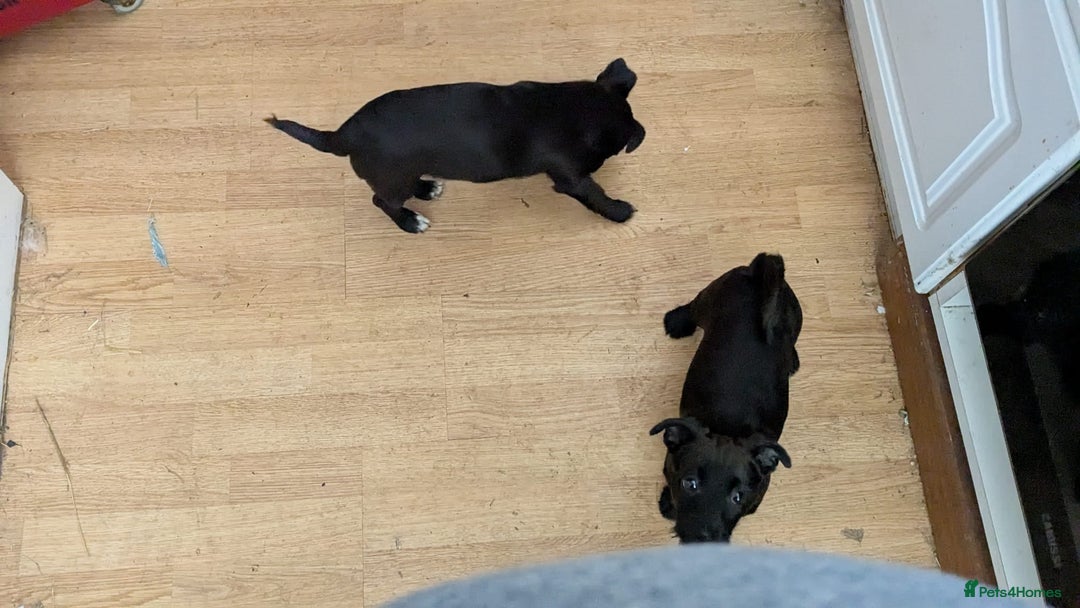 Mixed Breed dogs for sale: Last 3 mixed breed puppies available  - Image 7