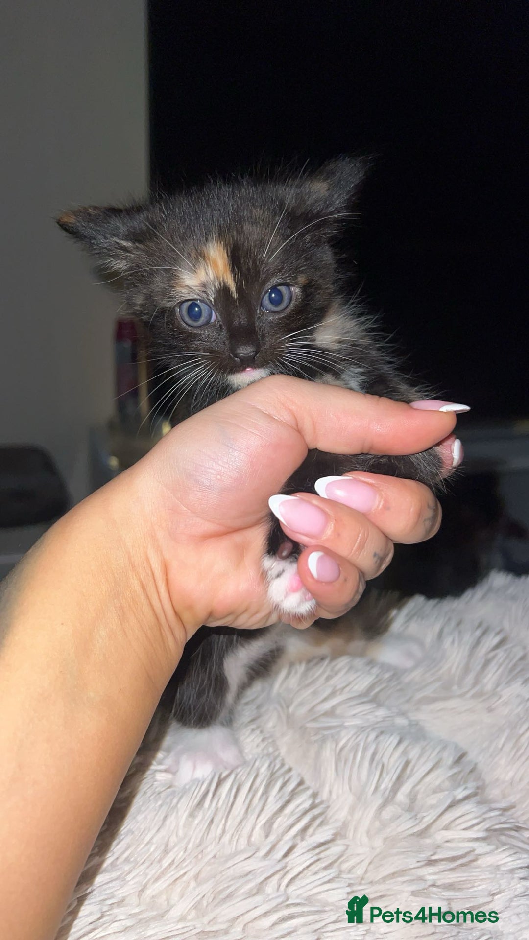 Domestic Shorthair cats for sale: 2 Cute Black Kittens  - Image 2
