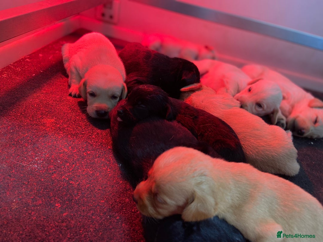 Labrador Retriever dogs for sale: Labrador pups  - Image 10
