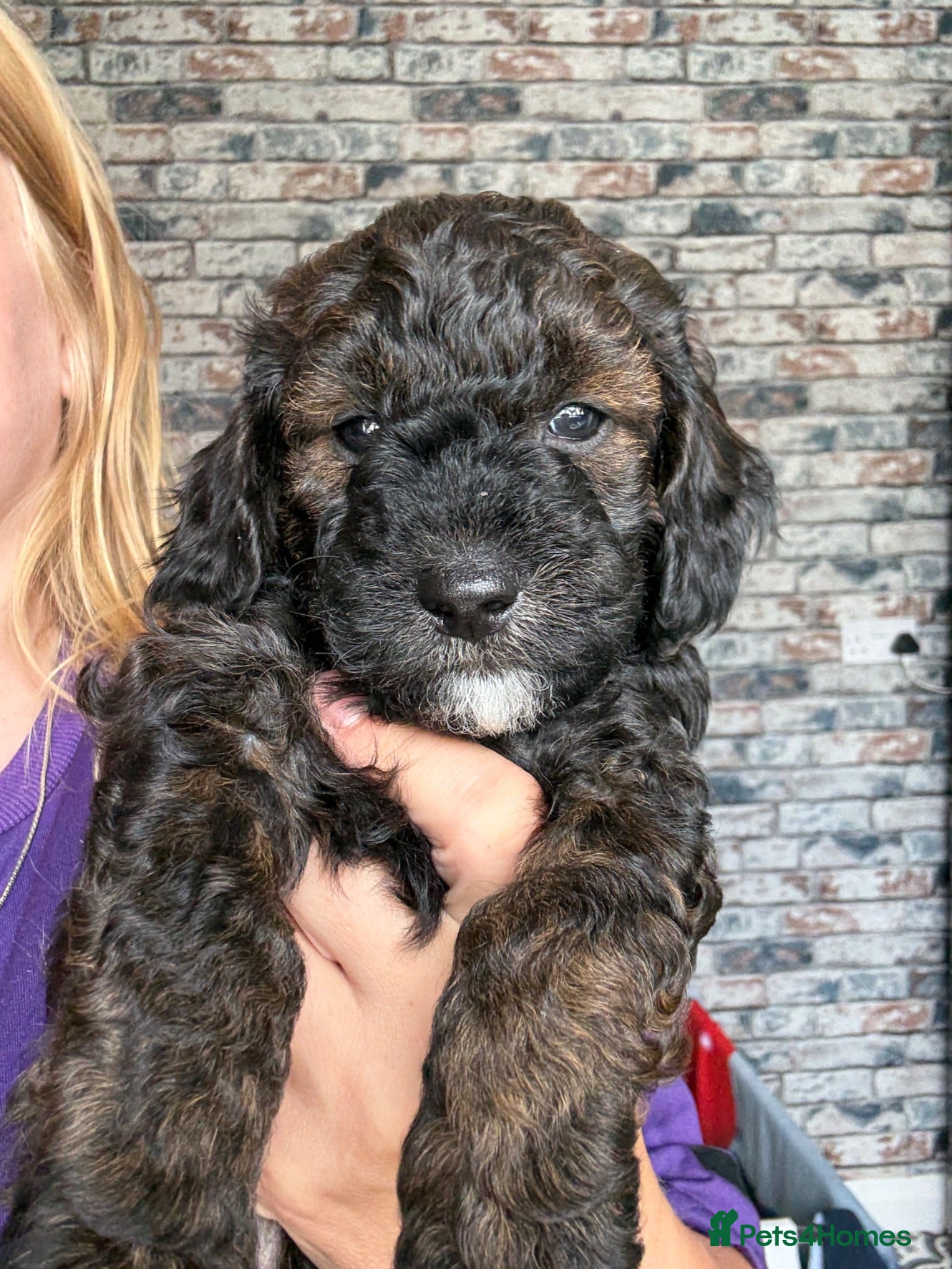 Mixed Breed dogs Toy poodle Cockapoos Top quality  - Advert 7