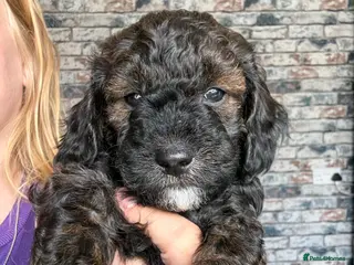 Mixed Breed dogs Toy poodle Cockapoos Top quality - Advert 7
