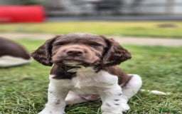 English Springer Spaniel dogs for sale: KC Reg. READY NOW. English Springer Spaniel 8 WKS - Image 24