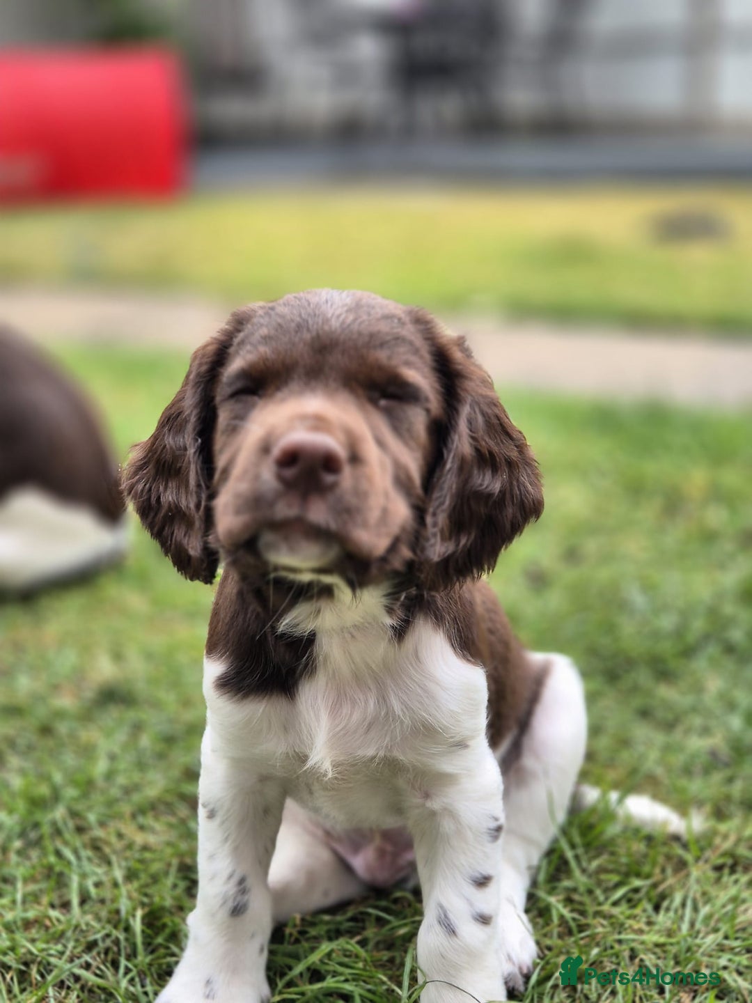 English Springer Spaniel dogs for sale: KC Reg. READY NOW. English Springer Spaniel 8 WKS - Image 24