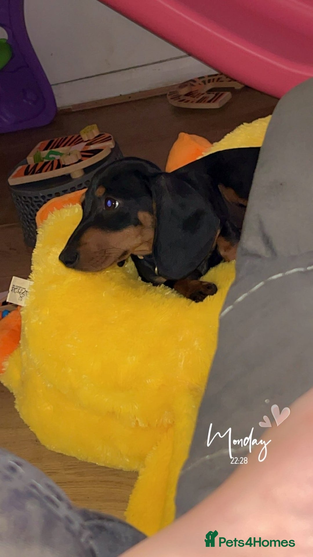 Dachshund dogs for sale: Dachshund  - Advert 2