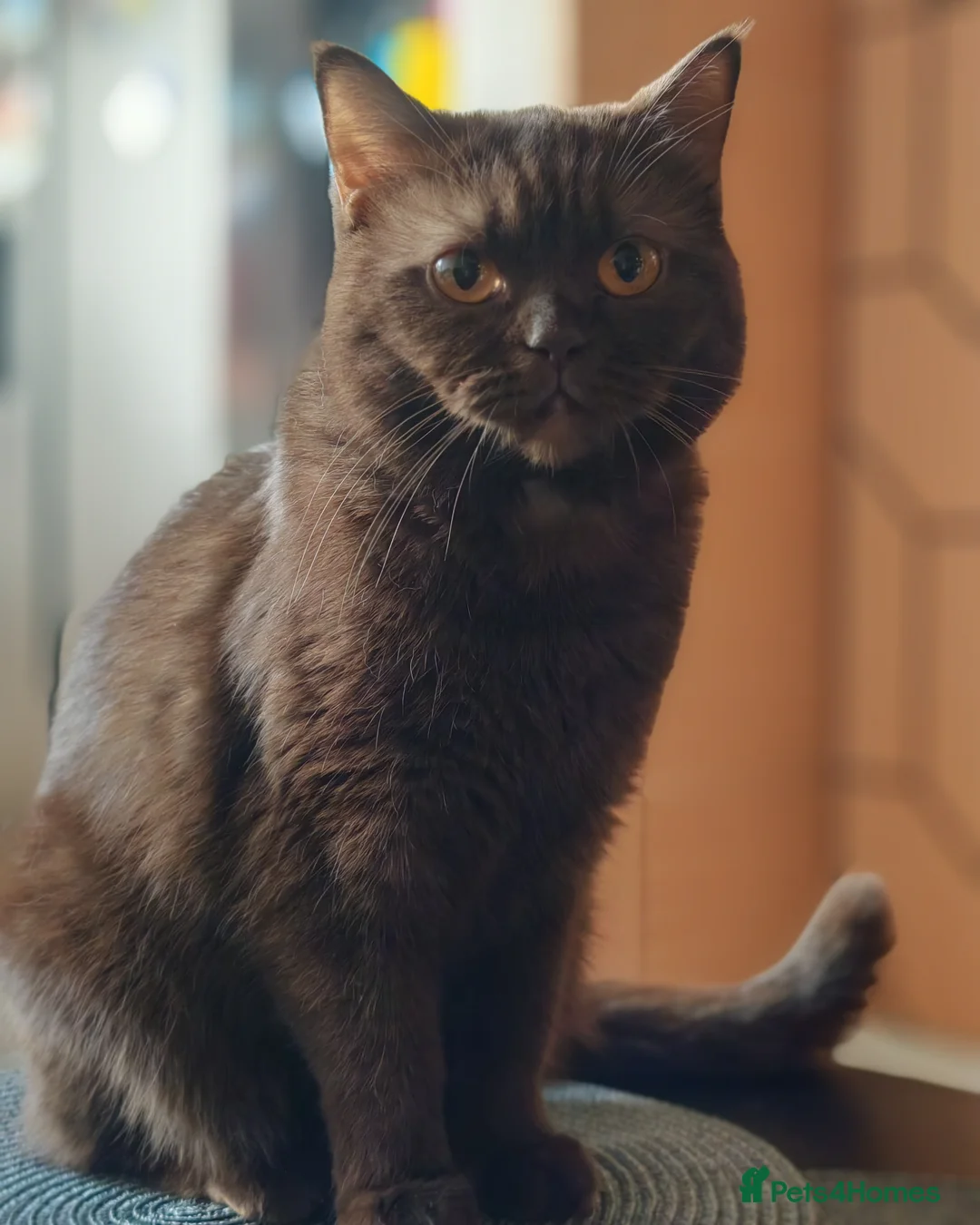 British Shorthair cats for sale: Adorable British Shorthair Kittens for Sale in Lincoln - Advert 3