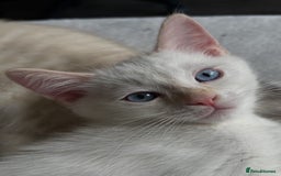 Ragdoll cats for sale: Flame lynx point Ragdoll x kitten Ready to leave - Image 1