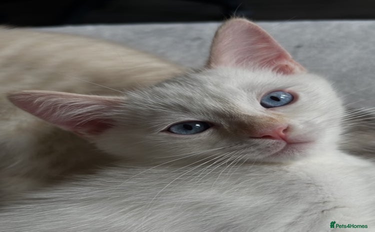 Ragdoll cats - Advert 6