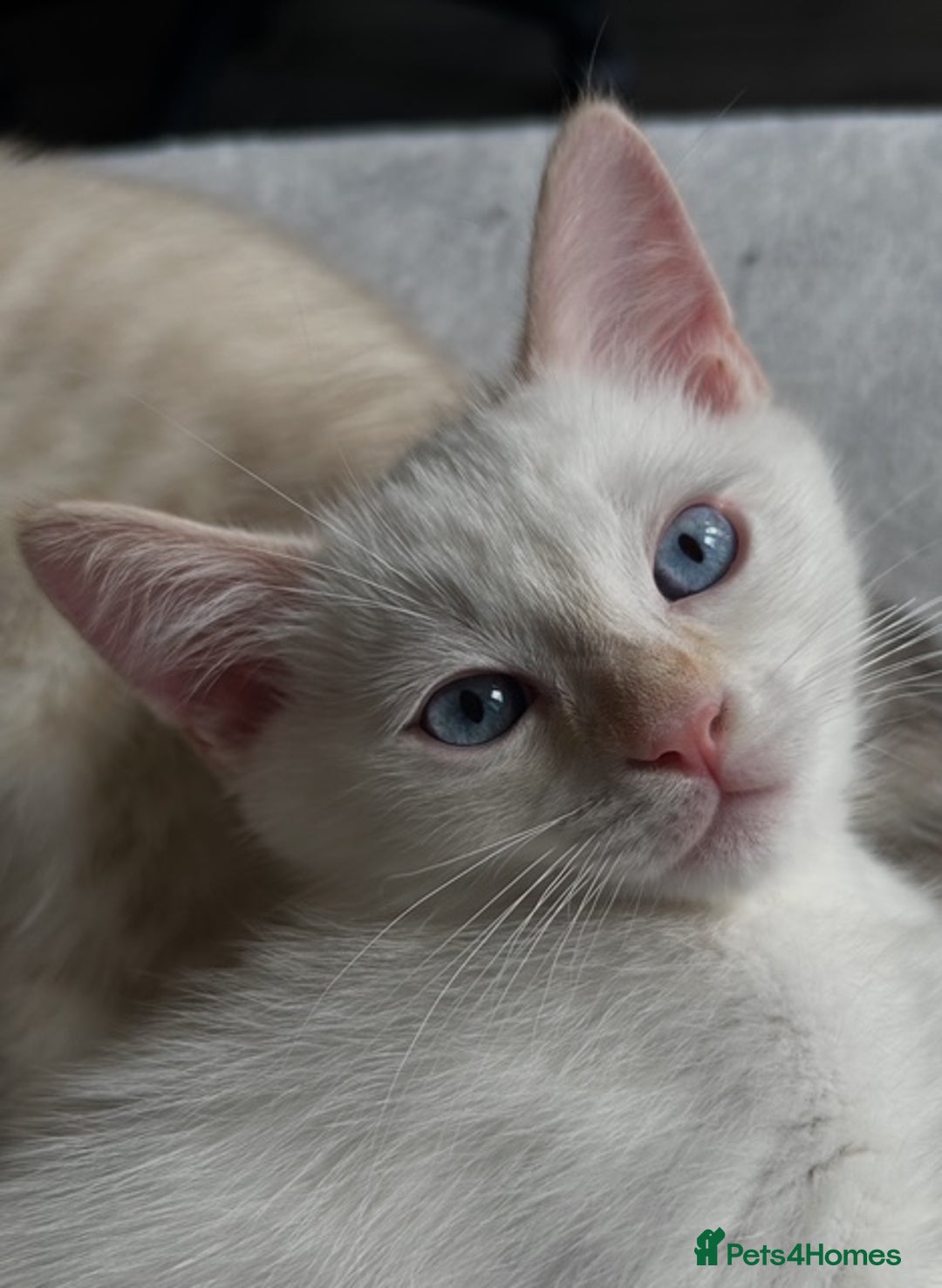 Ragdoll cats for sale: Flame lynx point Ragdoll x kitten Ready to leave - Image 1