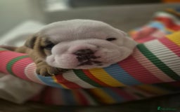 English Bulldog dogs for sale: English Bulldog Puppies  - Image 14