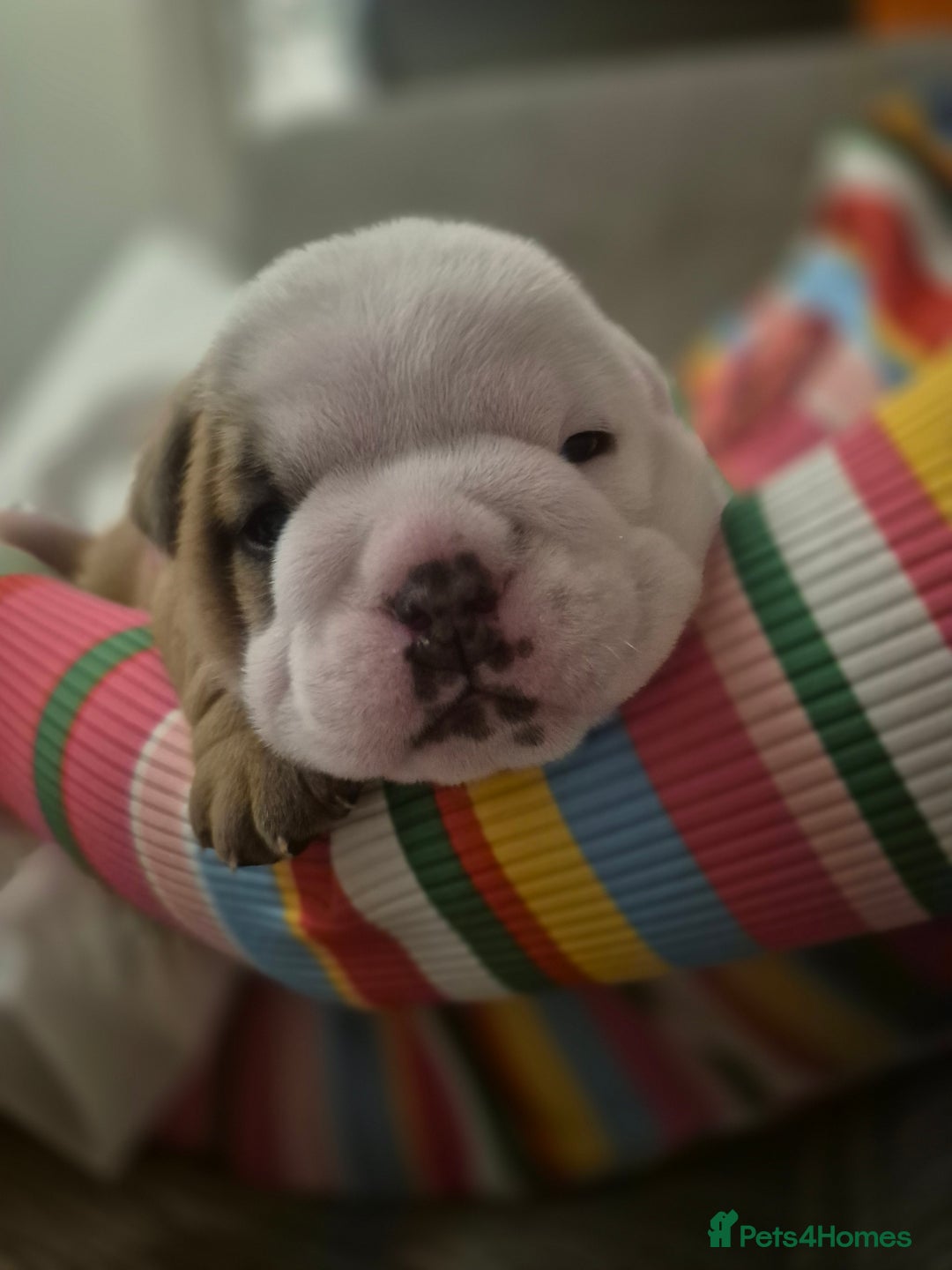 English Bulldog dogs for sale: English Bulldog Puppies  - Image 14