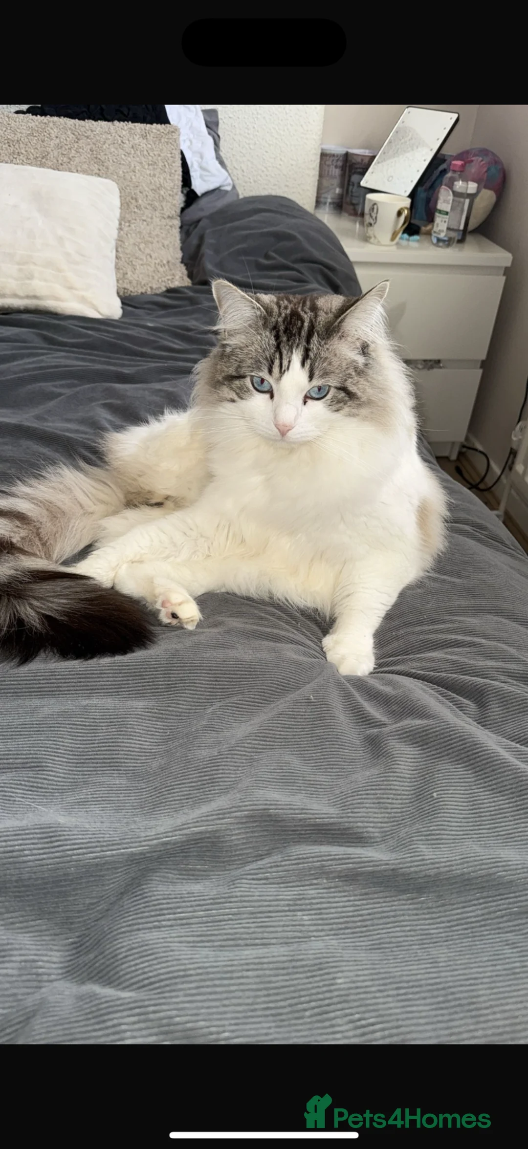 Ragdoll cats for sale: 4 male ragdolls  - Advert 3