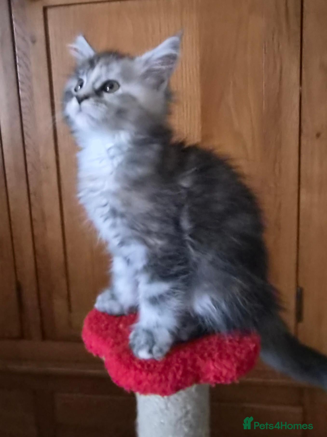 Maine Coon cats Beautiful Mainecoon kittens  - Advert 1