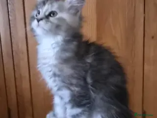 Maine Coon cats Beautiful Mainecoon kittens - Advert 1